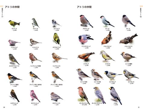 鳥種類|日本と世界の鳥の種類、写真 